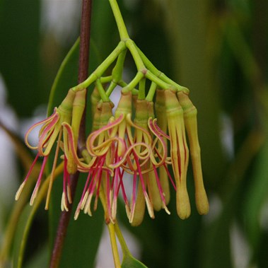 Mistletoe Flower