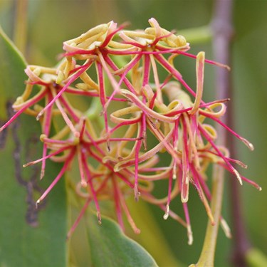 Mistletoe Flower