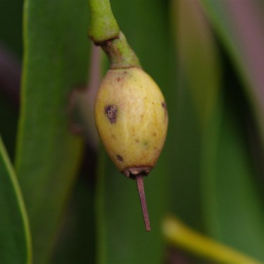 Ripe fruit showing its Yellow Cream Colour