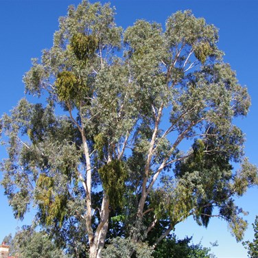 Mistletoe clearly visible in this Eucalypt