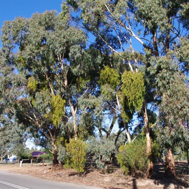 Box Mistletoe again clearly visible