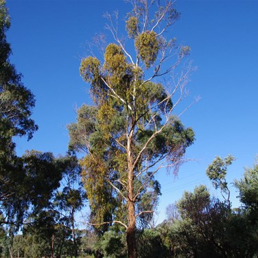 Tree showing signs of strees from high numbers of mistletoe