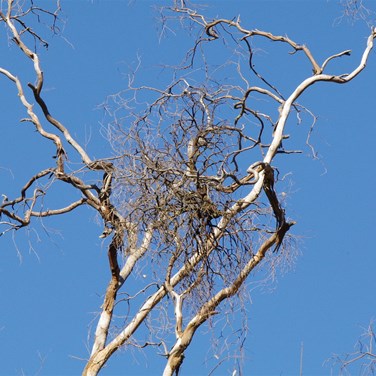 Mistletoe can be fatal to the host tree