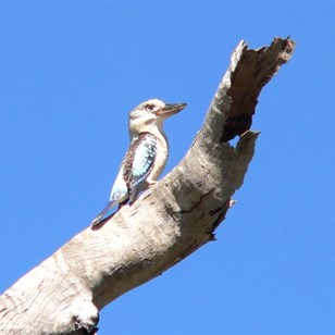 Northern Kookaburra