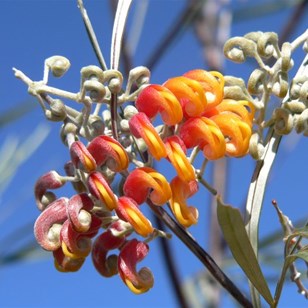 Grevillea