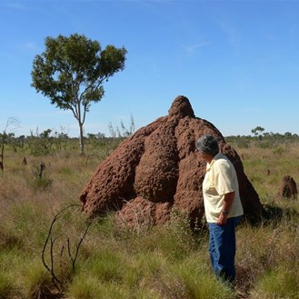 Termite mounds