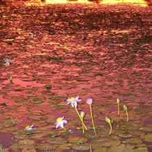 Sunset colours, Lake Francis