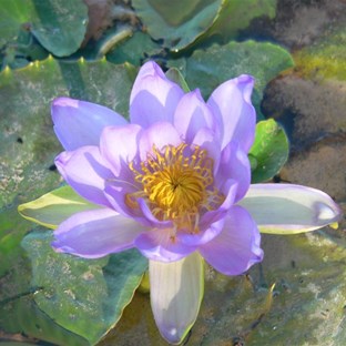 Waterlily