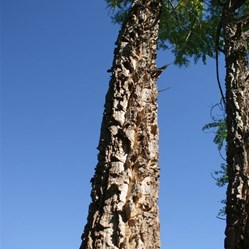 White Dragon Tree (Sesbania Formosa) 