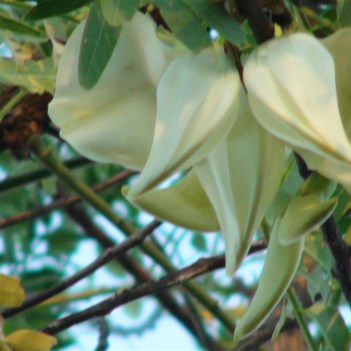 White flowers of the Dragon Tree