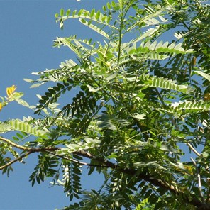 Foliage of Sesbania Formosa