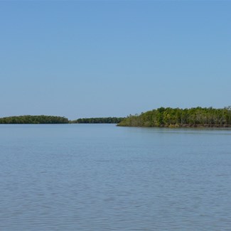 Mangrove covered islands in the river