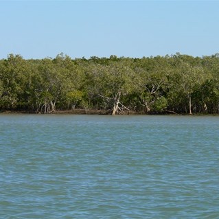 Mangroves line the river.