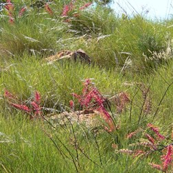 Red Grevilleas