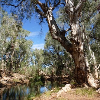 The mighty paper barks of Running Waters