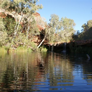 Fern Pool