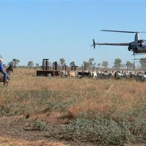 Chopper and men on horseback working the cattle.