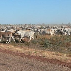 Cattle crossing the road