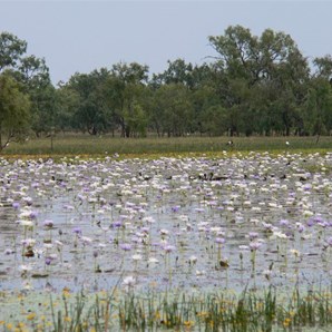 Waterlilies and birds at Leichardt's Lagoon camping area.