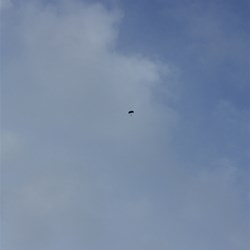 Made it canopy out - how fast was that