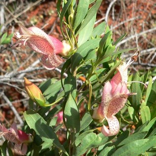 Eremophila maculata north of Bollard's Lagoon, SA.
