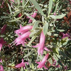 Pink Emu Bush near Kunawaritji