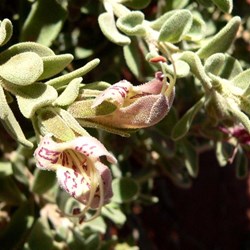 Emu bush with wooly leaves and flowers marked with red.