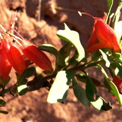 Brilliant red flowers