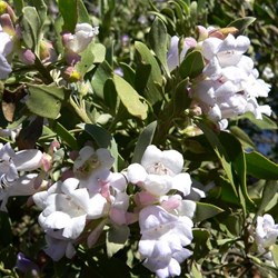 A mass of pale flowers covered this 3 metre high bush.