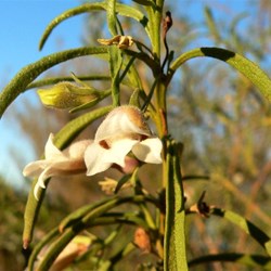 This tall straggly Eremophila with big brown marked flowers was in the gorges of the Kennedy Ranges