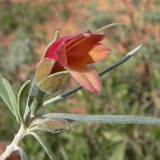 Found near Eringa, SA.