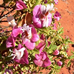 This emu bush has eye catching mauve/pink bracts