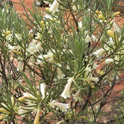This delicate white flowered EB was south of Gascoyne Junction