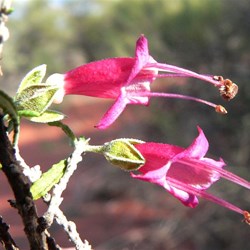Found in thick mulga scrub