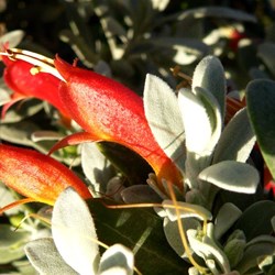 Stunning Emu Bush behind the beach at Kalbarri