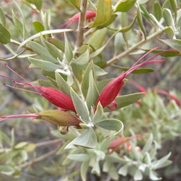At Fort Grey, Sturt NP