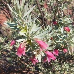 southern approach to Diamantina NP