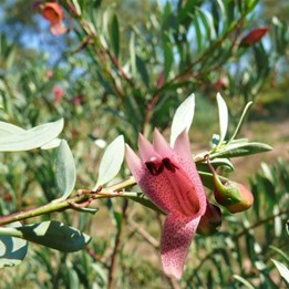 Eremophila maculata near Bedourie