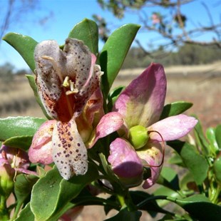 Eremophila with young fruit, west of Paraburdoo, WA