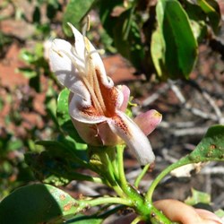 This Emu bush has large brownish flowers and purple bracts.