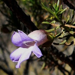 This one has hairy mauve flowers