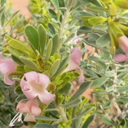 Young leaves have an attractive yellow colour