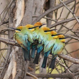Rainbow Bee Eaters - Wittenoom Gorge