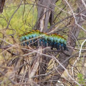 Rainbow Beeaters en-masse