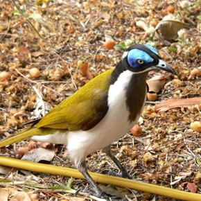 Blue-faced Honeyeater
