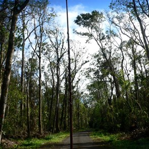 Rainforest trees stripped bare by Cyclone Larry.