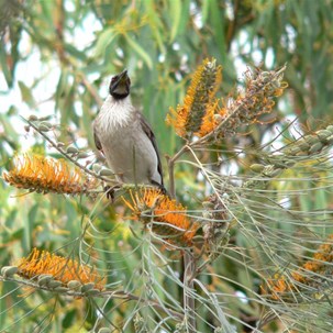 A honeyeater feasting on grevilleas.
