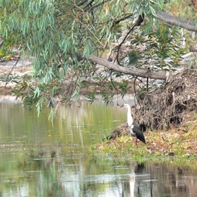 A heron waiting patiently...