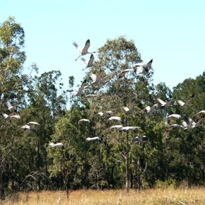 Brolgas on the wing.