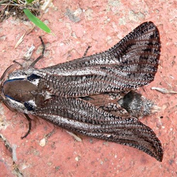 Moth of the Witchetty Grub